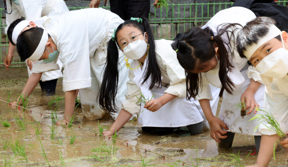 전통 손모내기 재연하는 어린이들