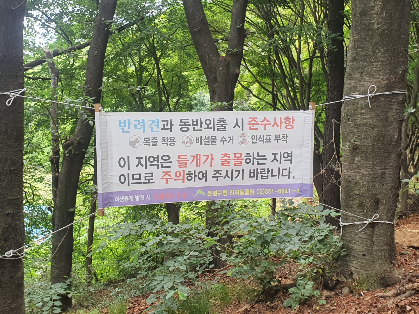 　서울 은평구에 있는 백련산근린공원에 29일 ‘들개를 조심하라’는 내용의 현수막이 곳곳에 걸려 있다.