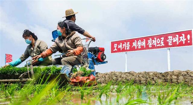 코로나19 여파에 마스크 쓰고 모내기 나선 북한 농장원들