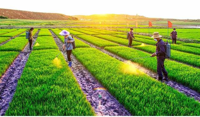 북한, 모내기에 앞서 모 기르기·선행공정 등으로 생산량 확대 주력