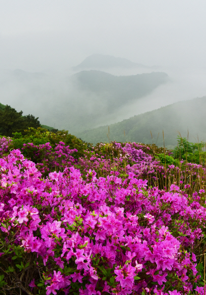 전남 장흥 제암산 정상 능선에 붉은 철쭉이 만발했다. 절반 이상 낙화한 철쭉평원보다 꽃들의 자태가 한결 풍성하다.