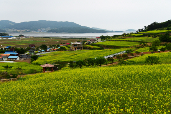유채꽃이 만발한 장흥 선학동 마을. 마을 앞바다엔 ‘장흥 문학의 자궁’이라고 불리는 회진항이 있다.