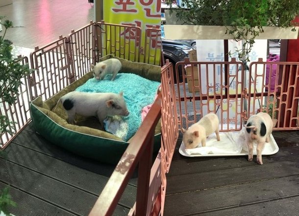 영상을 올린 네티즌 A씨는 “최근 개업한 경기도 성남의 한 정육점에서 홍보용으로 생후 1개월밖에 안 된 새끼 돼지들을 데려다 놨다”며 현장 사진을 공개했다. SNS 캡처 