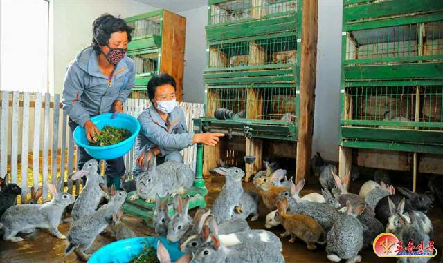 축산업 장려하는 북한 “튼튼한 축산 토대는 부흥의 밑천”