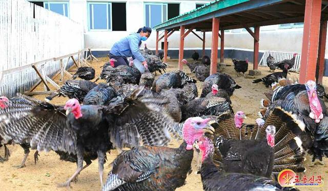 칠면조 사육하는 북한 청해농장 ‘과학 축산’ 강조