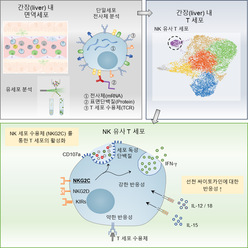 NK 유사T 세포 개념도