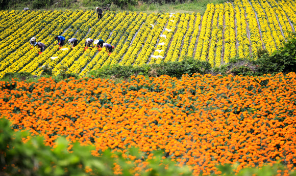 9일 오후 제주시 한림