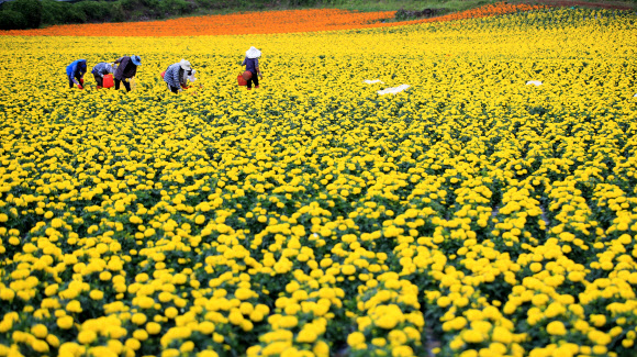 9일 오후 제주시 한림