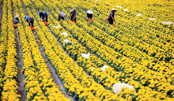 9일 오후 제주시 한림