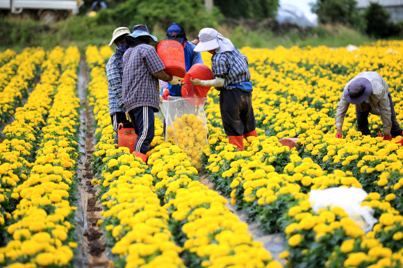 9일 오후 제주시 한림