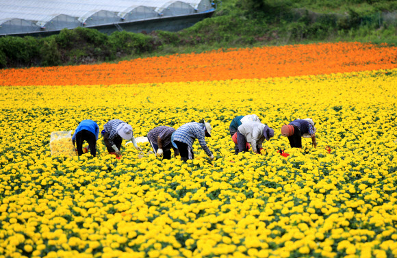9일 오후 제주시 한림