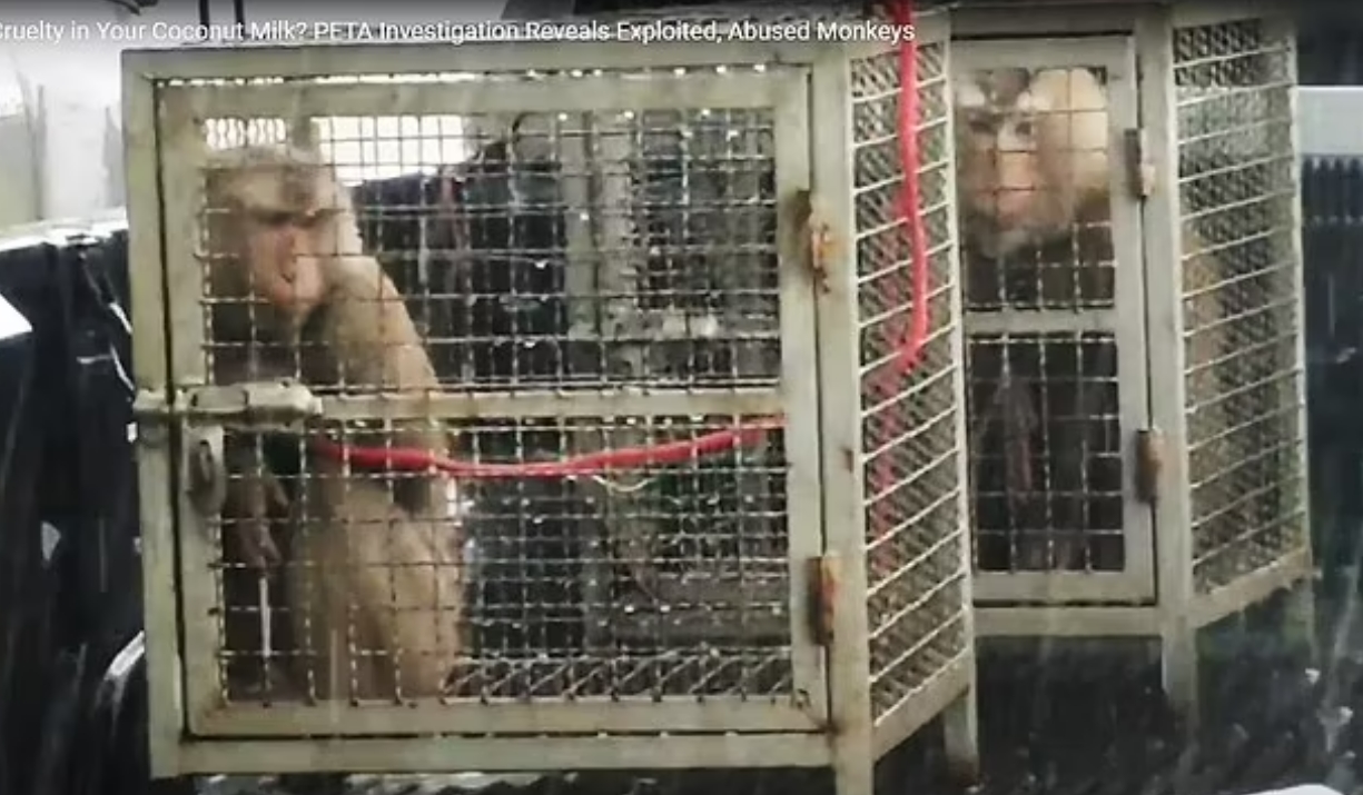 동물보호단체 페타는 일부 태국 업체의 농장 측이 정부의 감시를 피해 원숭이를 비좁은 우리에 가둬놨다가, 다시 코코넛을 따는 작업에 투입했다고 주장했다