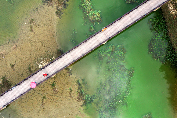 가뭄에 녹조 발생한 풍암호수공원