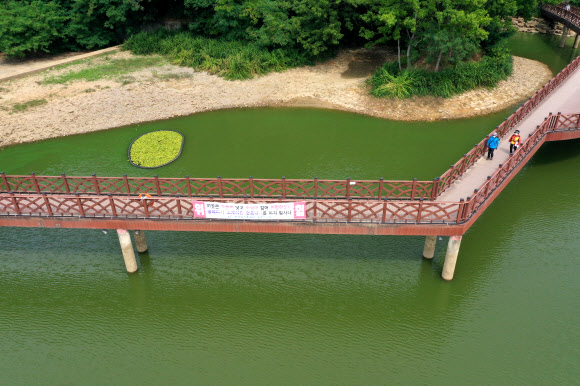 도심 공원에 녹조 발생