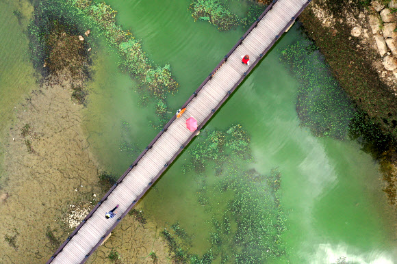 가뭄으로 녹조 발생