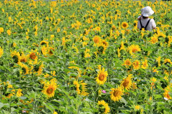 제주 항몽유적지 해바라기 ‘활짝’