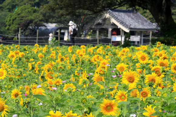 제주 항몽유적지 해바라기 ‘활짝’