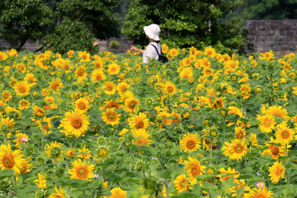 제주 항몽유적지 해바라기 ‘활짝’