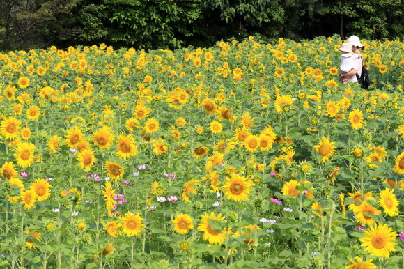 제주 항몽유적지 해바라기 ‘활짝’