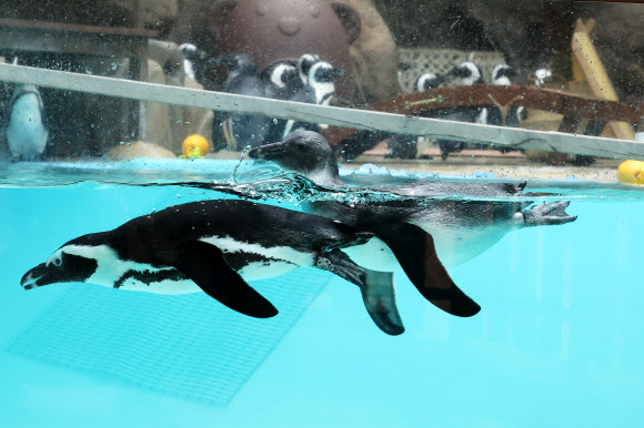 시원한 물속으로 풍덩