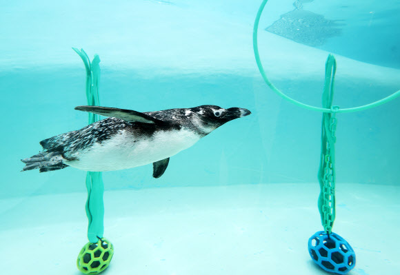 시원한 물속이 좋아