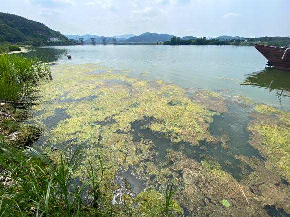 20일 낙동강 낙단보 율정호 운영센터 주변에 녹조가 떠 있다. 대구환경운동연합은 낙동강 녹조가 심해지고 있다며 낙동강 보 개방을 연일 촉구하고 있다. 2022.6.20  대구환경운동연합 제공