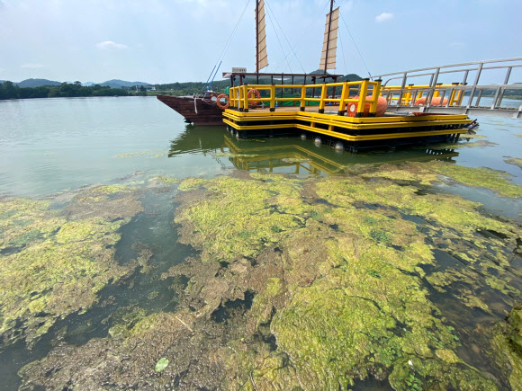20일 낙동강 낙단보 율정호 운영센터 주변에 녹조가 떠 있다. 대구환경운동연합은 낙동강 녹조가 심해지고 있다며 낙동강 보 개방을 연일 촉구하고 있다. 2022.6.20  대구환경운동연합 제공