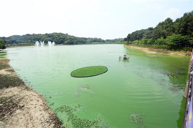 낮 최고기온이 33도까지 치솟은 20일 오후 광주 서구 풍암호수공원에 녹조현상이 나타나 있다. 2022.6.20 뉴스1