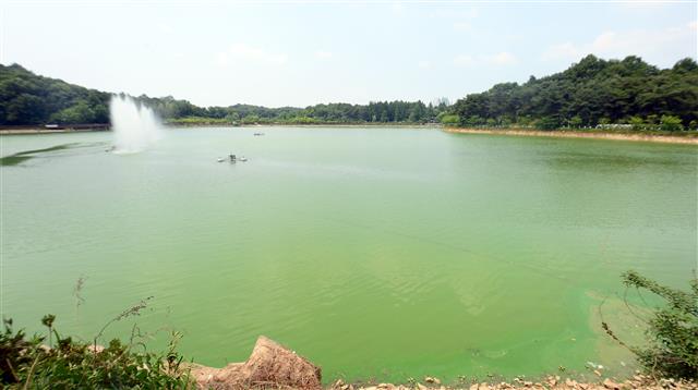 낮 최고기온이 33도까지 치솟은 20일 오후 광주 서구 풍암호수공원에 녹조현상이 나타나 있다. 2022.6.20 뉴스1