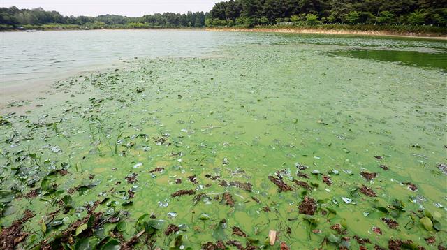 낮 최고기온이 33도까지 치솟은 20일 오후 광주 서구 풍암호수공원에 녹조현상이 나타나 있다. 2022.6.20 뉴스1