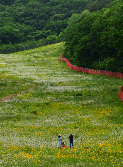 강원 정선 하이원 리조트의 스키 슬로프에 초여름 들꽃들이 만개했다. 리조트 측은 샤스타데이지를 비롯해 110여종의 야생화가 식재됐다고 전했다.