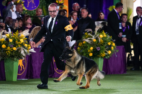 독일 셰퍼드 리버가 2022년 6월 22일 수요일 뉴욕주 타리타운에서 열린 제146회 웨스트민스터 케넬 클럽 도그 쇼에서 최고의 쇼 자리를 놓고 경쟁하고 있다. 2022. 6. 23  AP 연합뉴스
