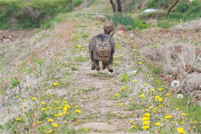 이용한의 절묘(猫)한 순간들] 고양이 순간 이동의 세계/고양이 작가 | 서울신문