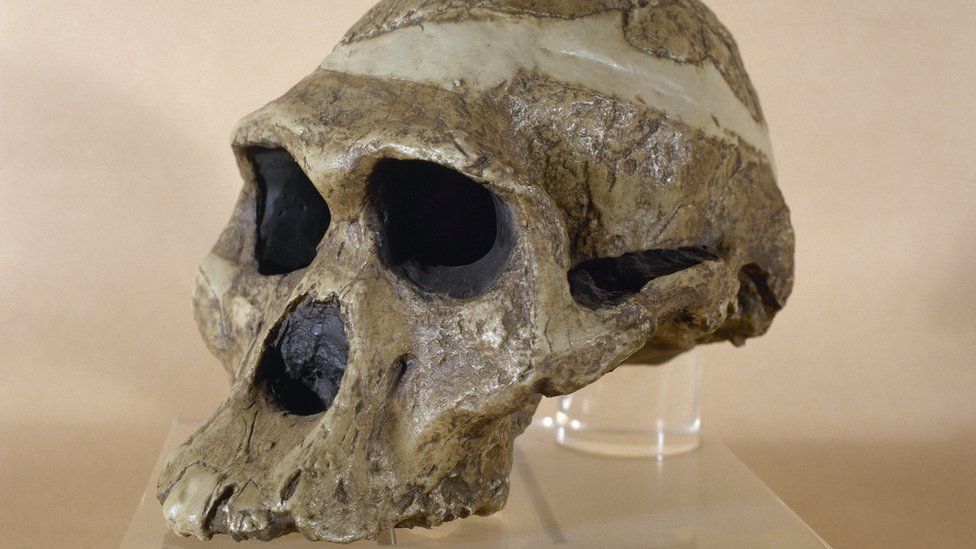 가장 오래된 고인류 두개골 화석 ‘플스 부인’. 지금까지 과학자들은 260만년 전 무렵 플스 부인이 남아프리카공화국 요하네스버그 부근을 배회한 것으로 믿고 있었으나 최근 연구자들은 그녀가 370만년 전과 340만년 전 사이에 이곳을 쏘다닌 것으로 보인다고 밝혔다. AFP 자료사진