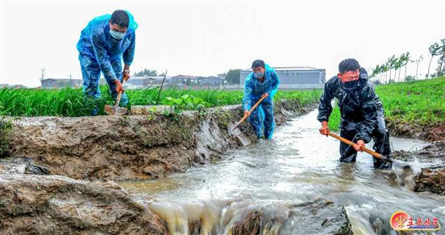 장마 피해 막기 위해 물길 내는 북한 농업 근로자들