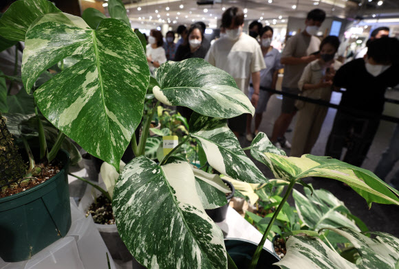 잘 키우면 이파리 하나에 ‘50만원’이 넘어요