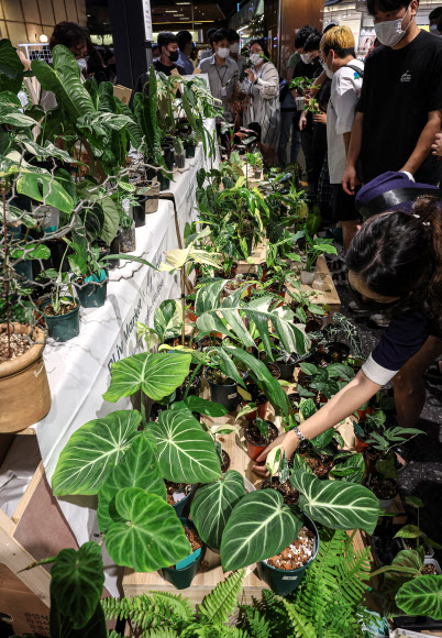 희귀 식물 고르는 시민들