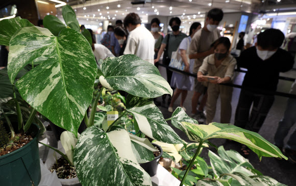 희귀 식물 고르는 시민들