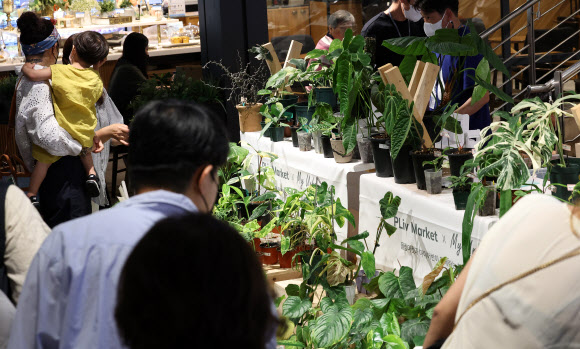 희귀 식물 잘 키우고 ‘짭짤한 수익’도 낼 수 있어요