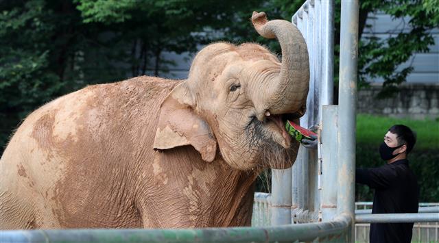 ‘시원한 수박 좋아’