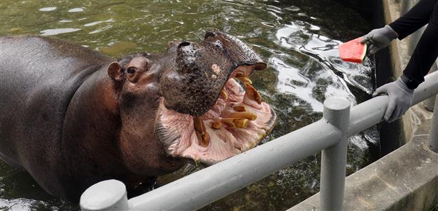 ‘수박 주세요~’