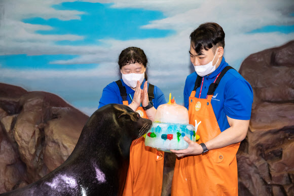 롯데월드 아쿠아리움, 초복 맞이 해양생물들에게 특식 제공