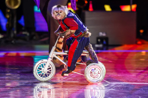 VITEBSK, BELARUS - JULY 13, 2022: A monkey rides a bicycle during the opening of the 31st Slavianski Bazaar in Vitebsk International Festival of Arts held on July 13-18. Vyacheslav Prokofyev/TASS/2022-07-14 16:51:51/ <연합뉴스
