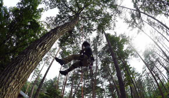김병모 센터장이 로프를 타고 나무 위로 오르고 있다. 아보리스트는 인간과 환경의 건강한 공생을 위해 나무에 오른다.