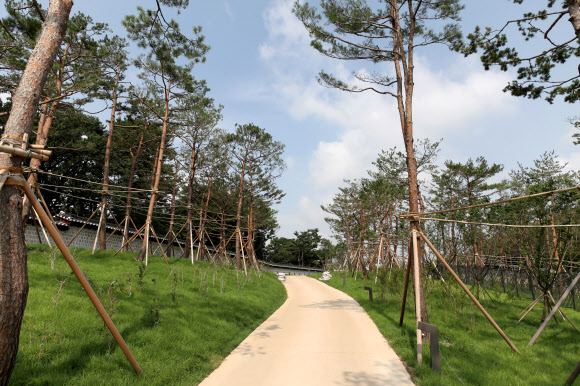서울시가 창경궁과 종묘를 90년 만에 다시 연결하는 ‘창경궁·종묘 연결 역사복원사업’을 완료했다고 20일 밝혔다.  담장을 사이에 두고 숲으로 이어져 있던 종묘와 창경궁은 일제가 1932년 ‘종묘관통도로’(율곡로)를 개설하면서 단절됐다. 사진은 담장길 소나무 숲. 2022.7.20  서울시 제공