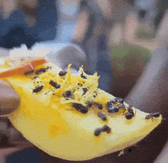 영화배우 루피타 뇽오가 개미가 뿌려진 과일을 먹고 “맛있다”고 감탄하는 영상. 루피타 뇽오 SNS 캡처