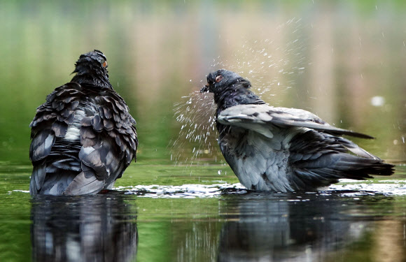 폭염, 세수하는 비둘기