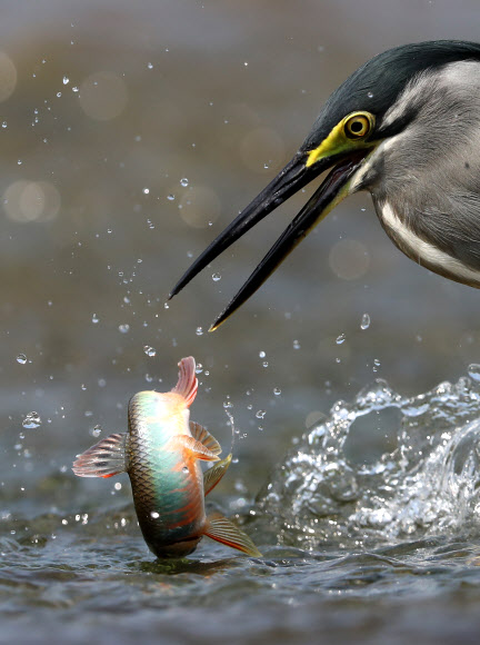 앗! 살았다…구사일생 피라미
