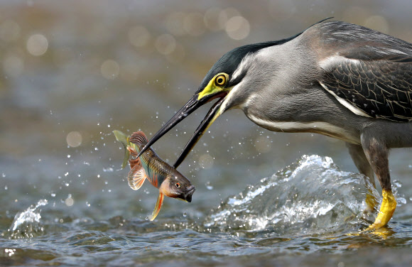 피라미의 화려한 혼인색