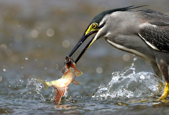 피라미의 화려한 혼인색